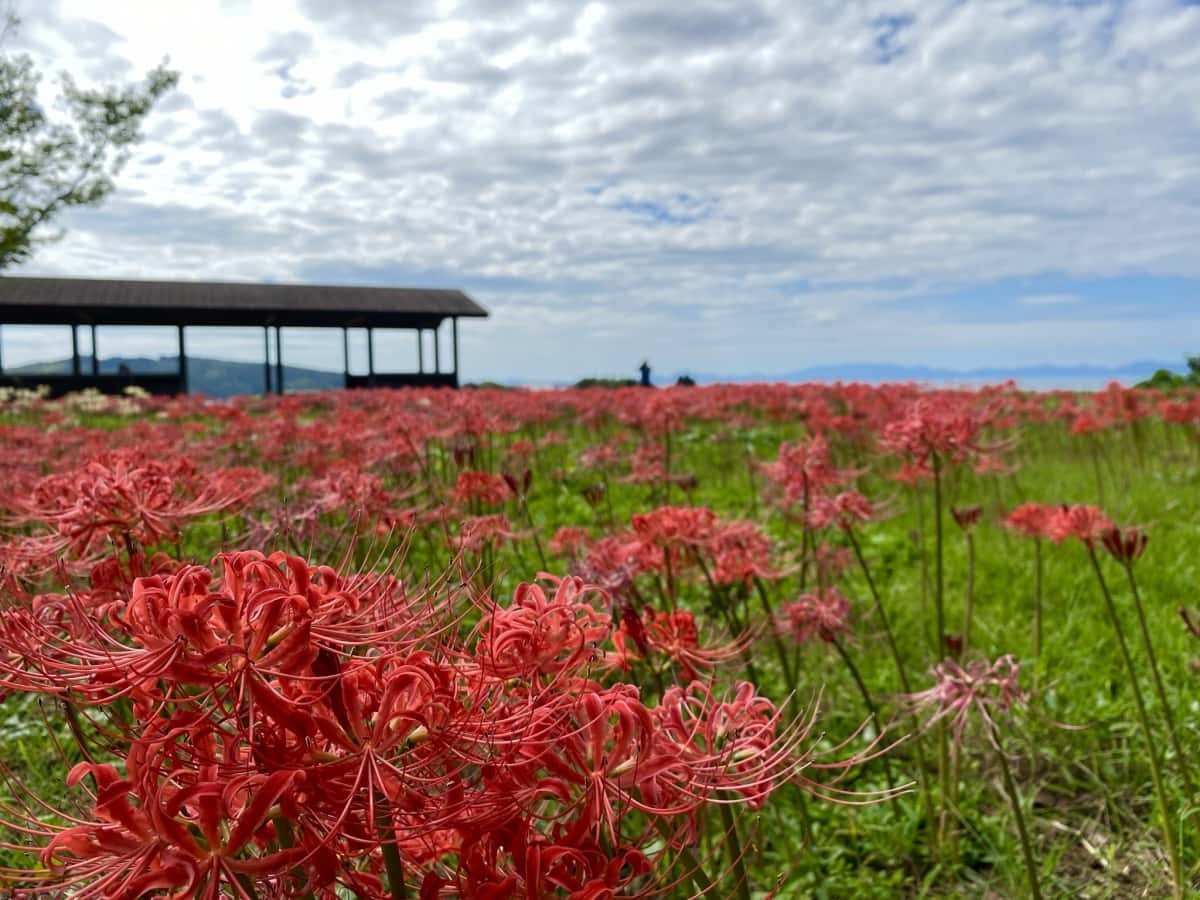 鳥取県米子市_彼岸花_名所_上淀廃寺_アクセス_見ごろ_時期_料金_駐車場