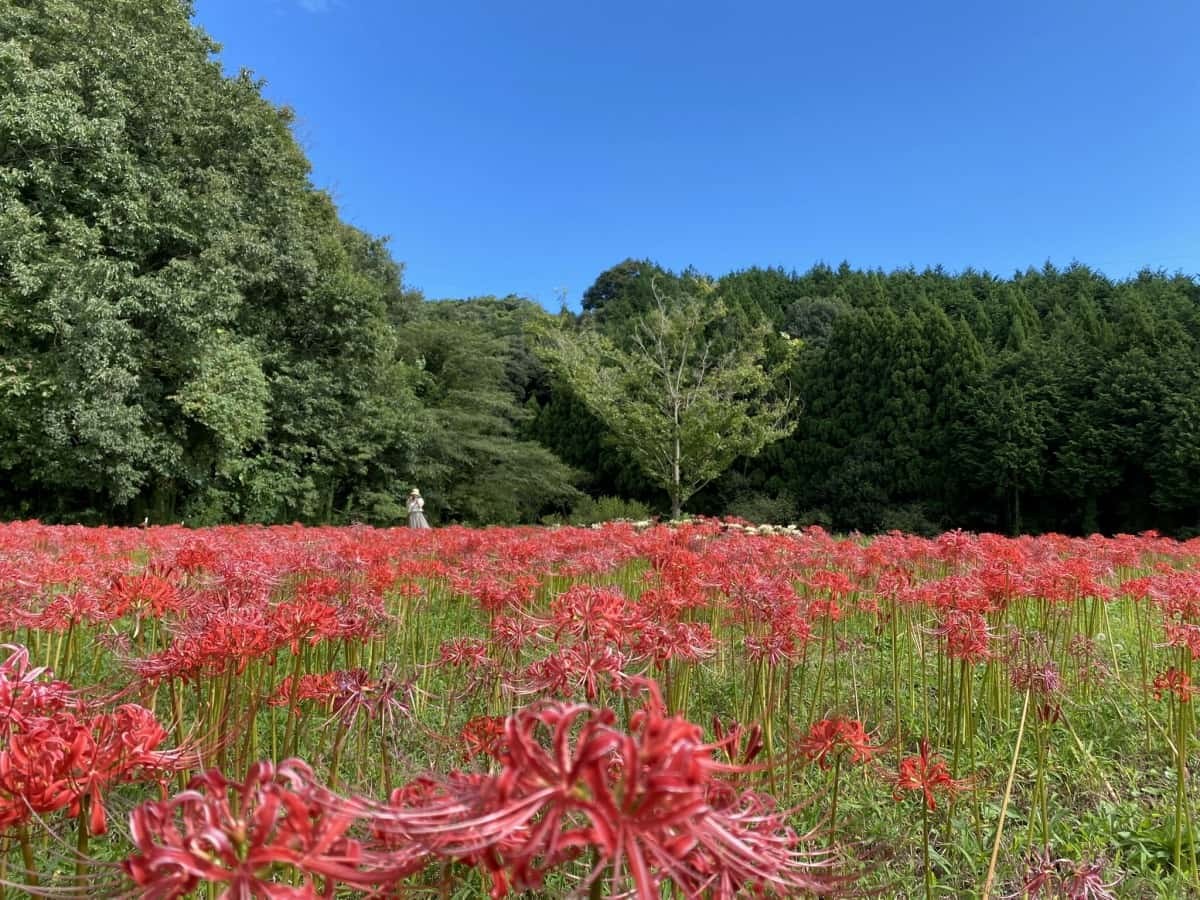 鳥取県米子市_彼岸花_名所_上淀廃寺_アクセス_見ごろ_時期_料金_駐車場