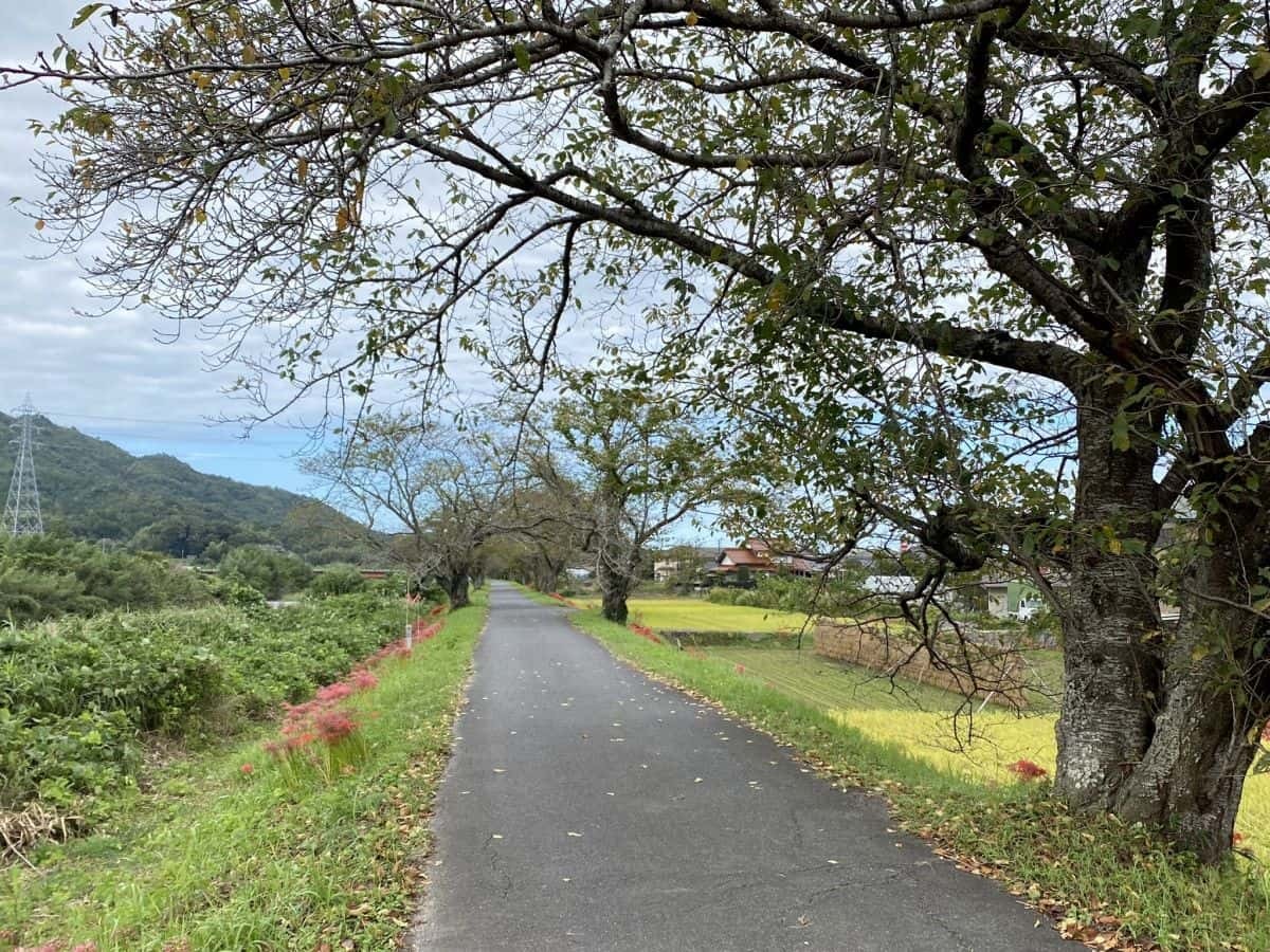 鳥取県南部町_法勝寺川土手_彼岸花_見ごろ_アクセス