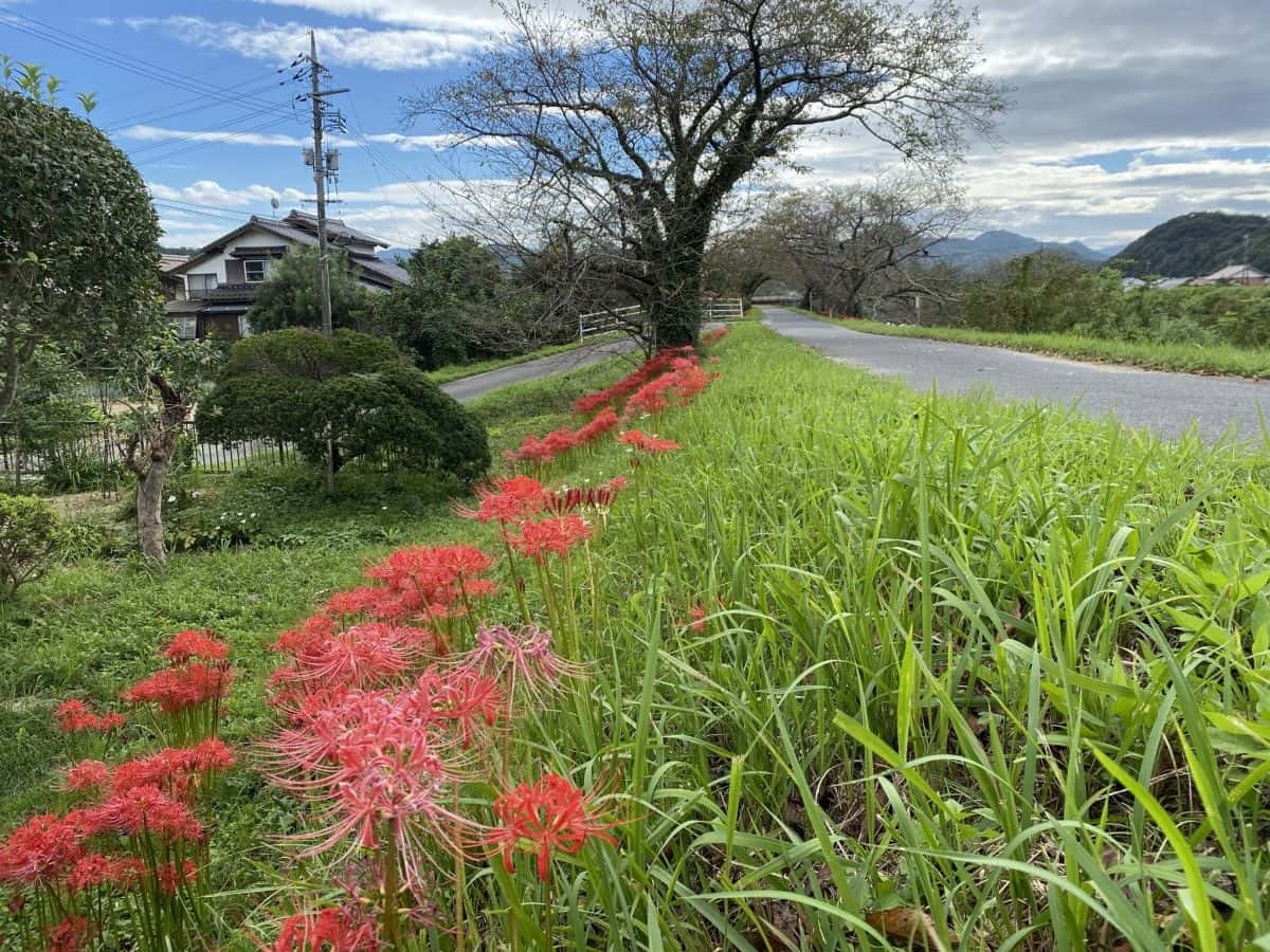 鳥取県南部町_法勝寺川土手_彼岸花_見ごろ_アクセス