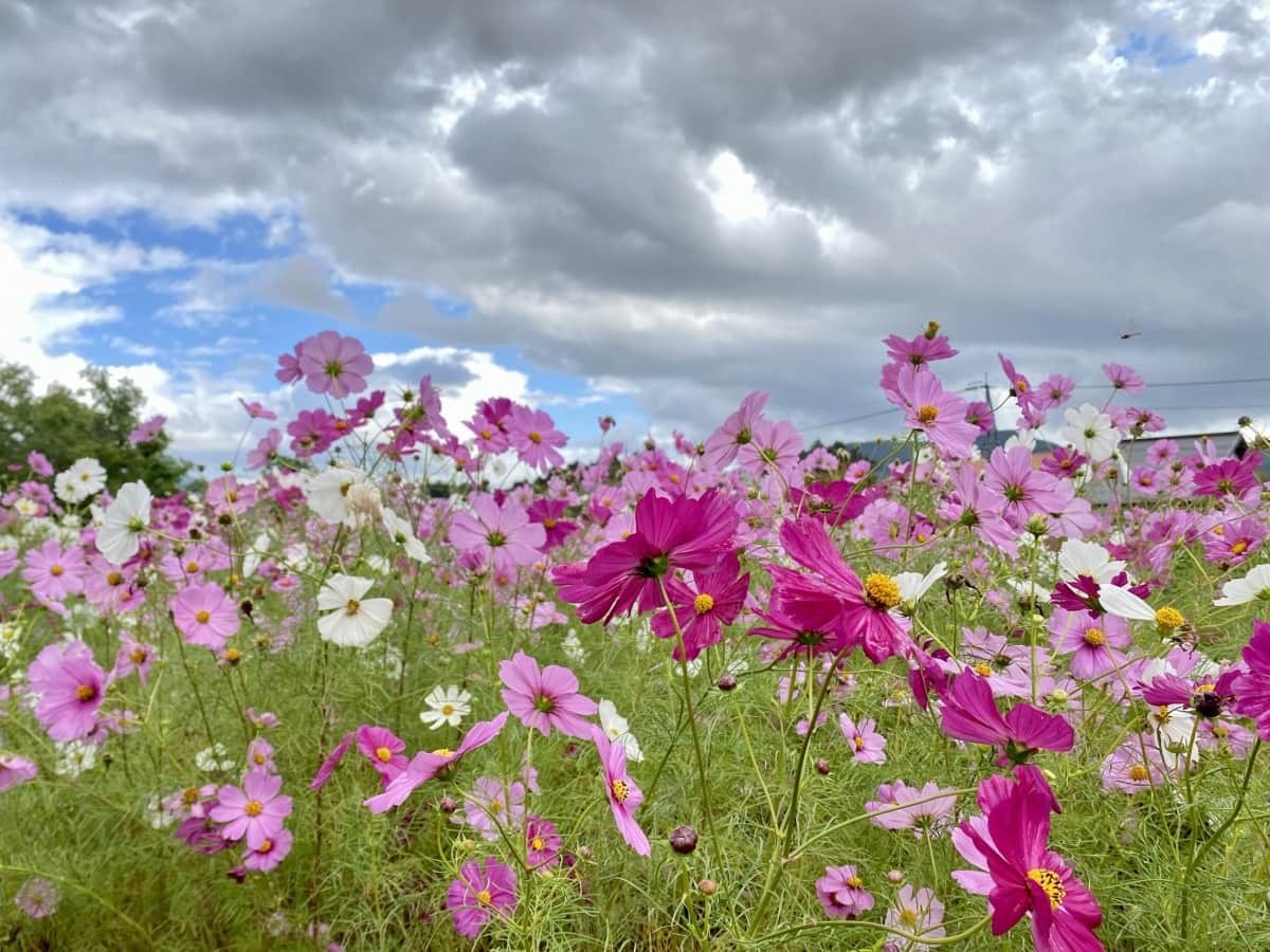 島根県松江市_コスモス畑_朝酌川_場所_見ごろ