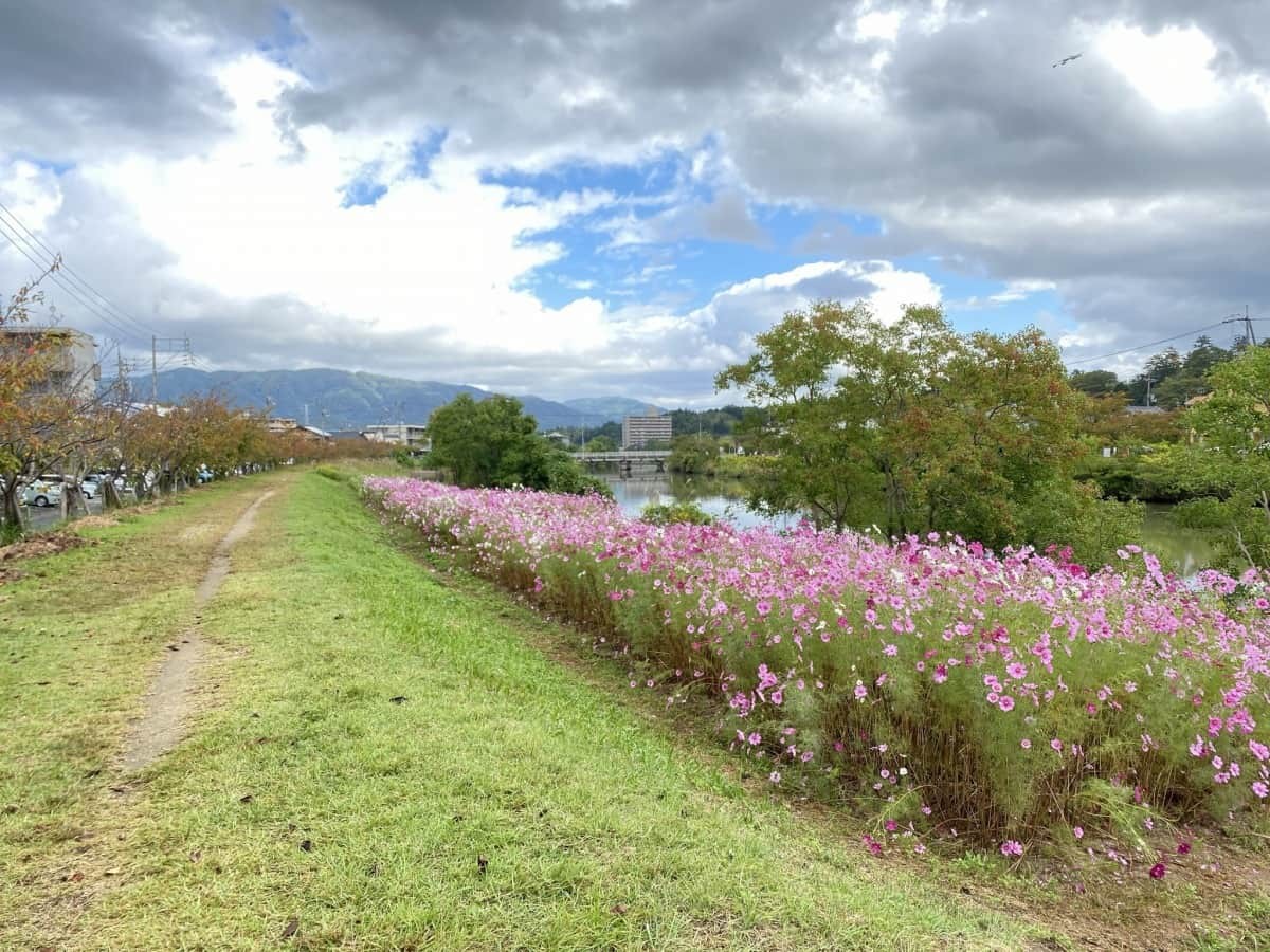 島根県松江市_コスモス畑_朝酌川_場所_見ごろ