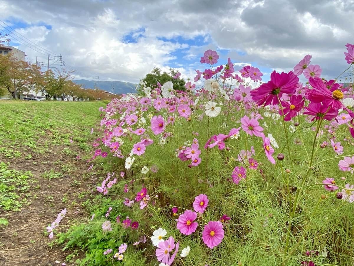 島根県松江市_コスモス畑_朝酌川_場所_見ごろ