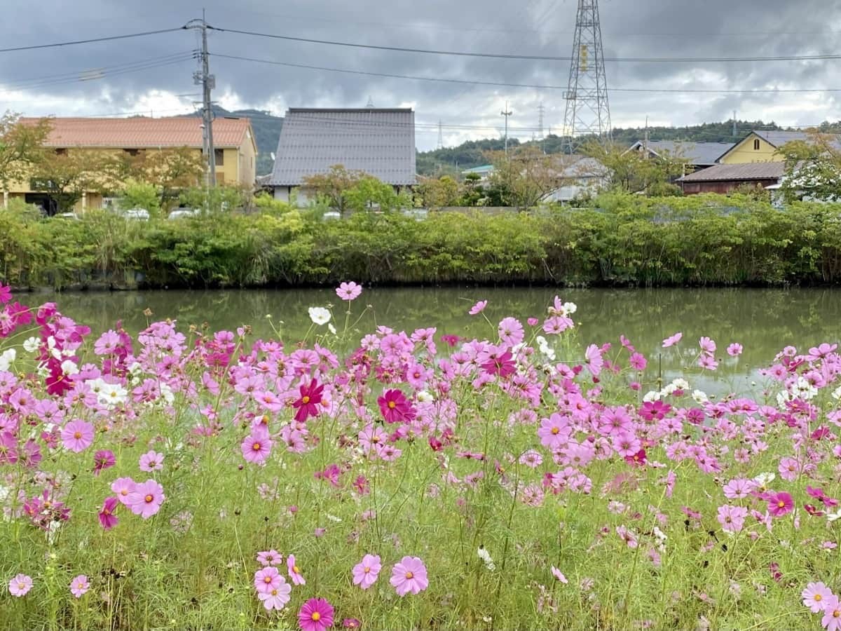 島根県松江市_コスモス畑_朝酌川_場所_見ごろ