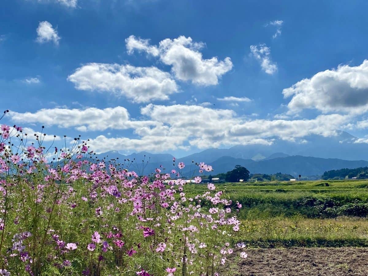 鳥取県大山町_コスモス畑_仁王堂公園