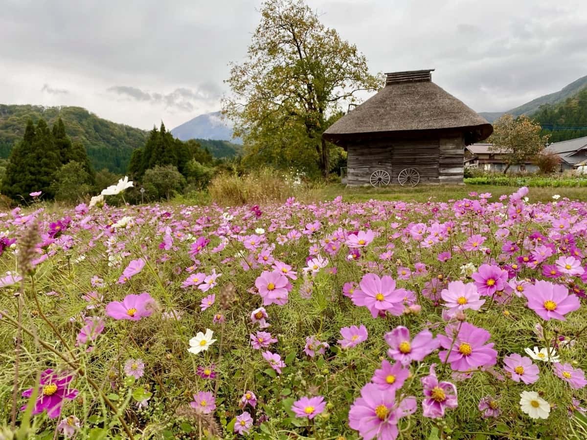 鳥取県江府町_御机の茅葺小屋_みづくえのかやぶきごや_場所_コスモス_大山_観光