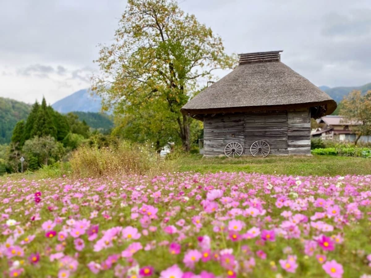 鳥取県江府町_御机の茅葺小屋_みづくえのかやぶきごや_場所_コスモス_大山_観光