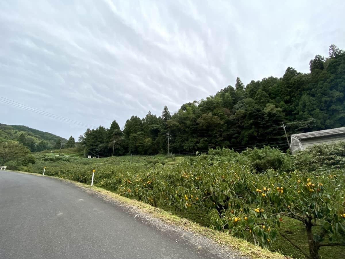 島根県松江市_観光_穴場_畑地区_柿