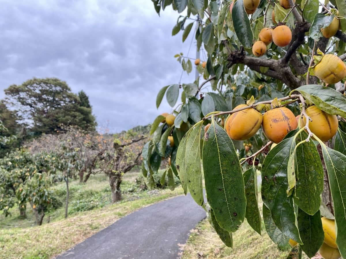 島根県松江市_観光_穴場_畑地区_柿