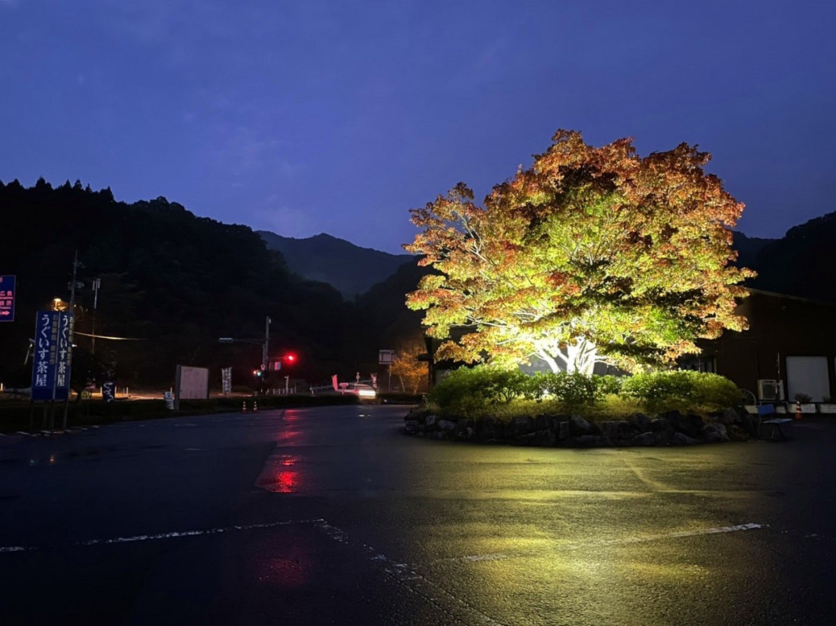 島根県飯南町の穴場紅葉スポット「東三瓶フラワーバレー」近くの『うぐいす茶屋』のライトアップ