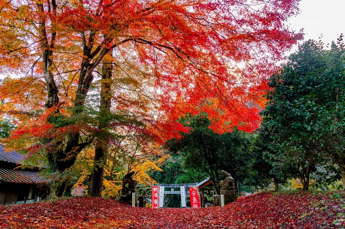 鳥取県_紅葉_名所_難読