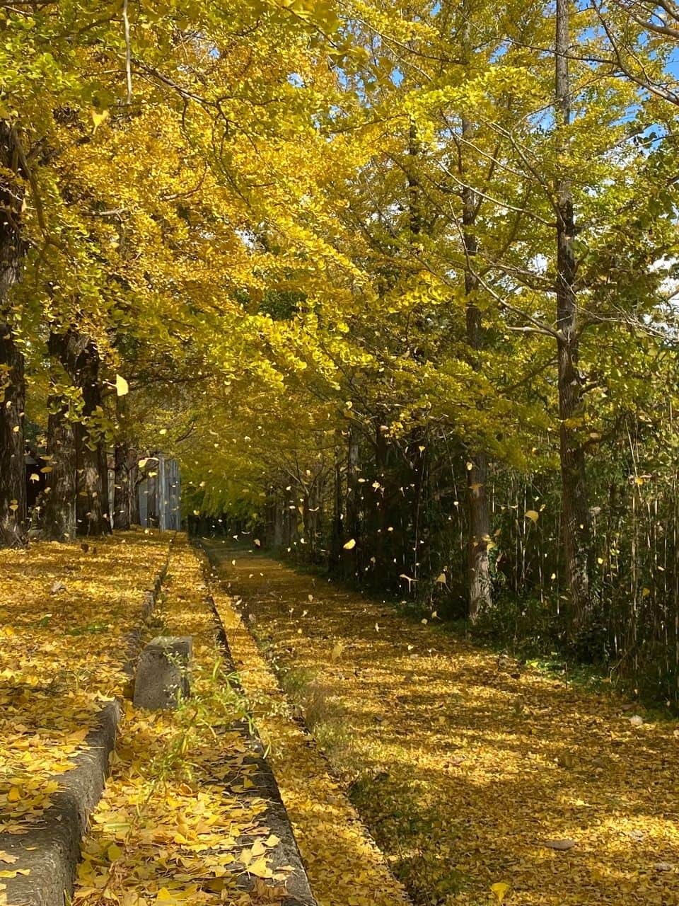 鳥取県江府町_紅葉_穴場_日野川沿いイチョウ並木_見ごろ_場所