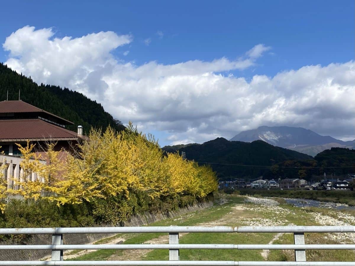 鳥取県江府町_紅葉_穴場_日野川沿いイチョウ並木_見ごろ_場所