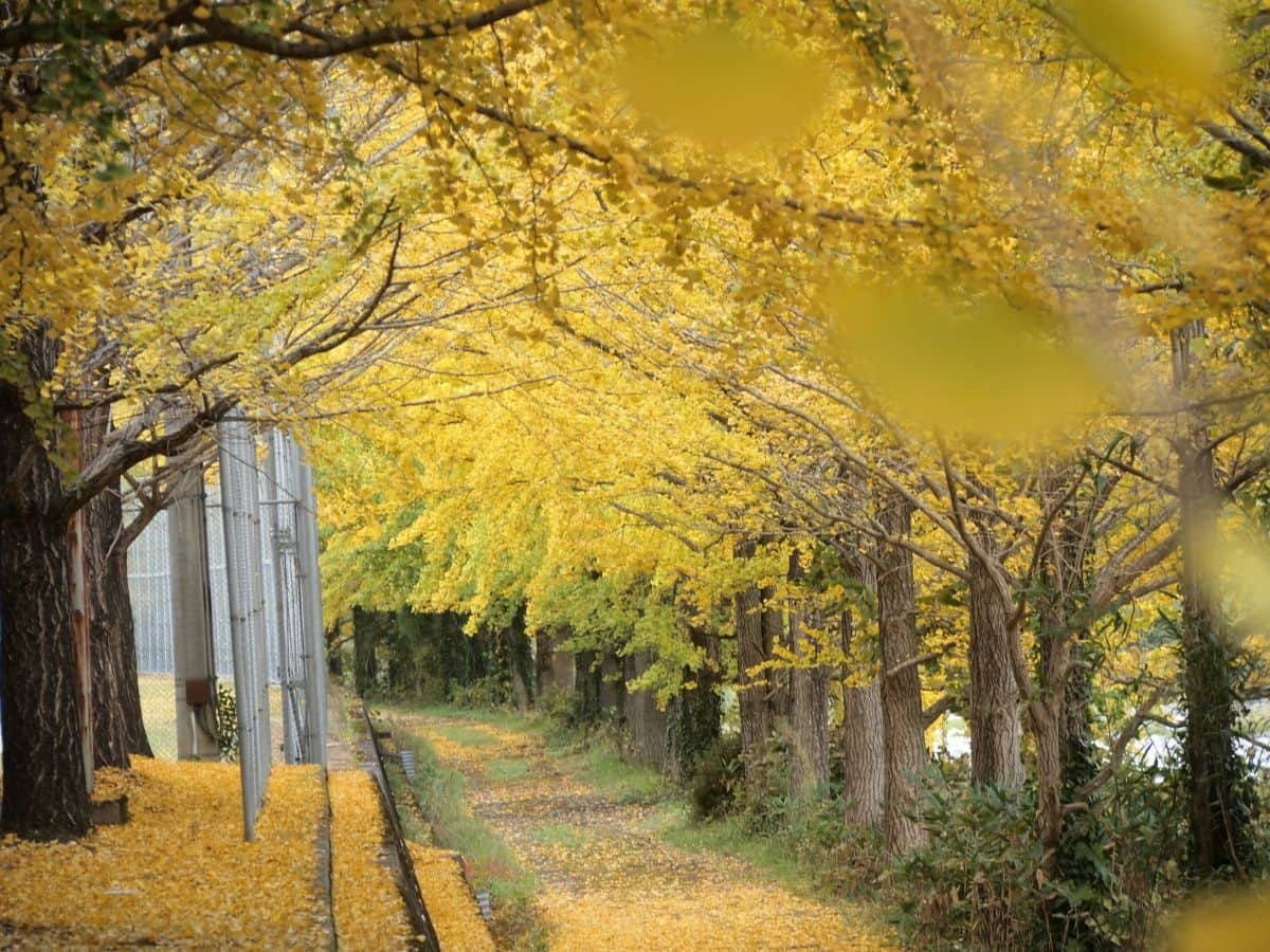 鳥取県江府町_紅葉_穴場_日野川沿いイチョウ並木_見ごろ_場所