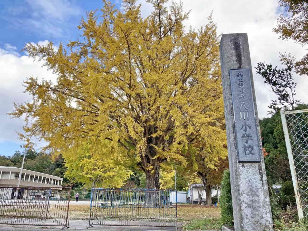 島根県奥出雲町_紅葉_名所_穴場_八川小学校_イチョウの木