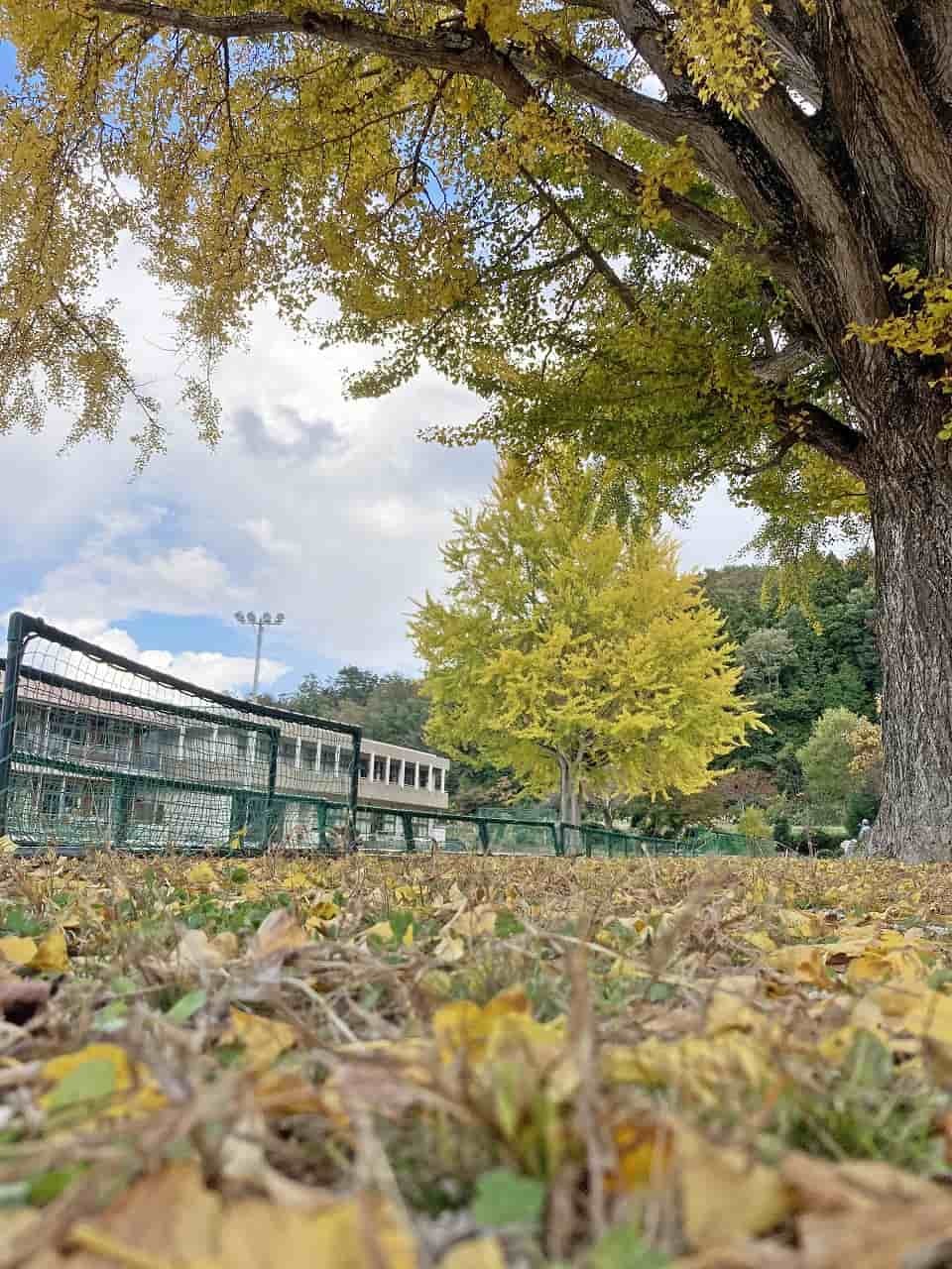 島根県奥出雲町_紅葉_名所_穴場_八川小学校_イチョウの木