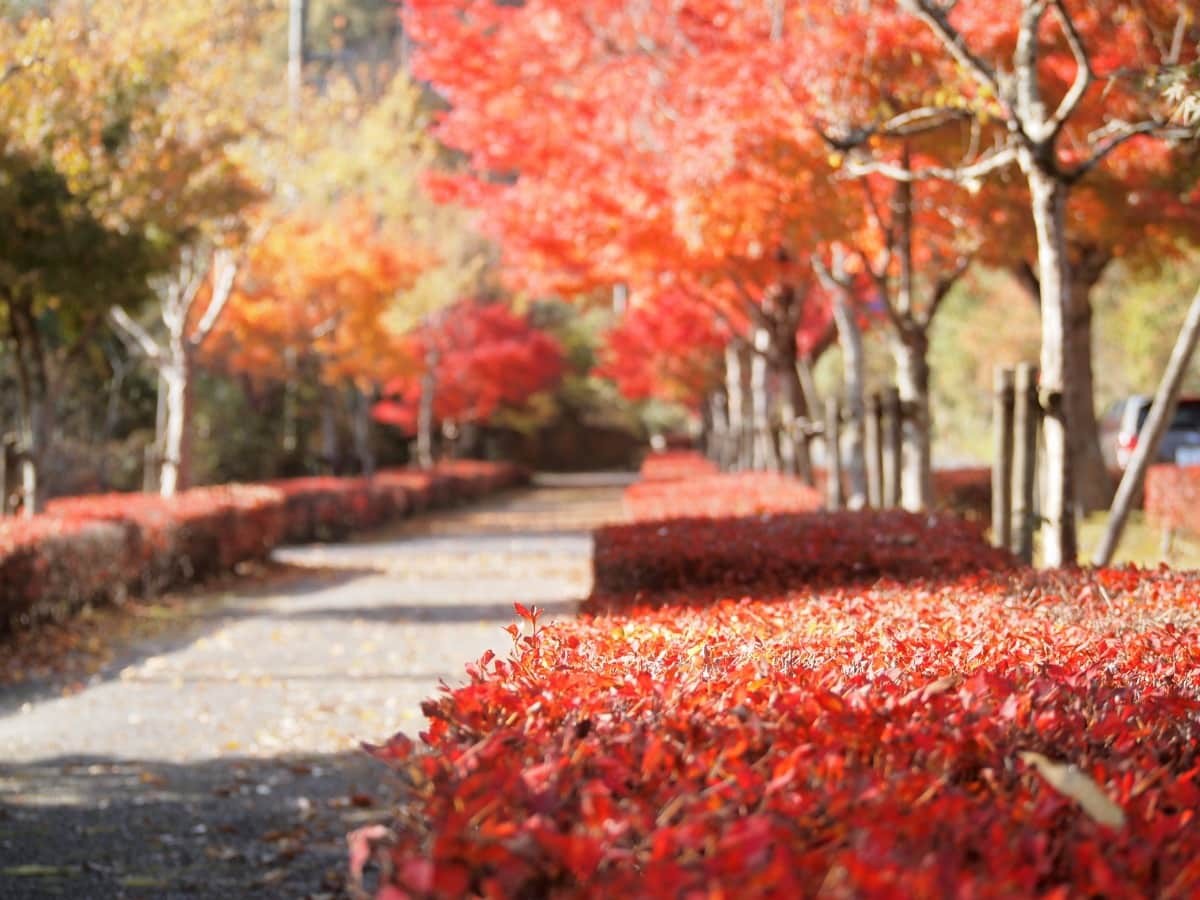 鳥取県日南町_紅葉_名所_穴場_日南湖_駐車場