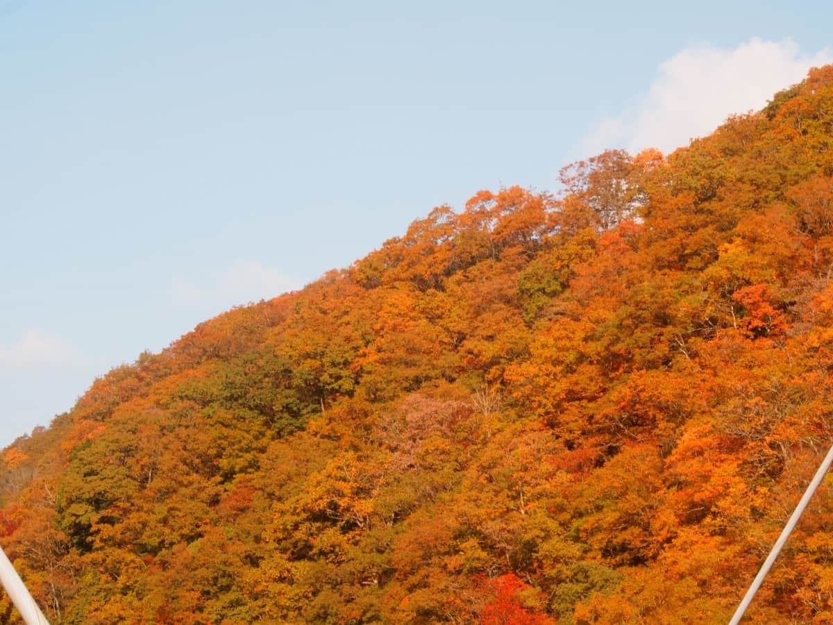 鳥取県日南町_紅葉_名所_穴場_日南湖_駐車場