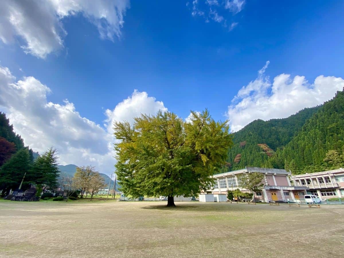 鳥取県日南町_紅葉_名所_穴場_旧日野上小学校の大銀杏_駐車場_見ごろ