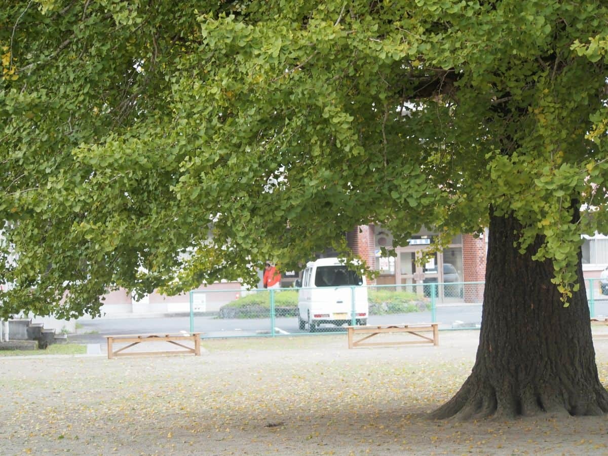 鳥取県日南町_紅葉_名所_穴場_旧日野上小学校の大銀杏_駐車場_見ごろ