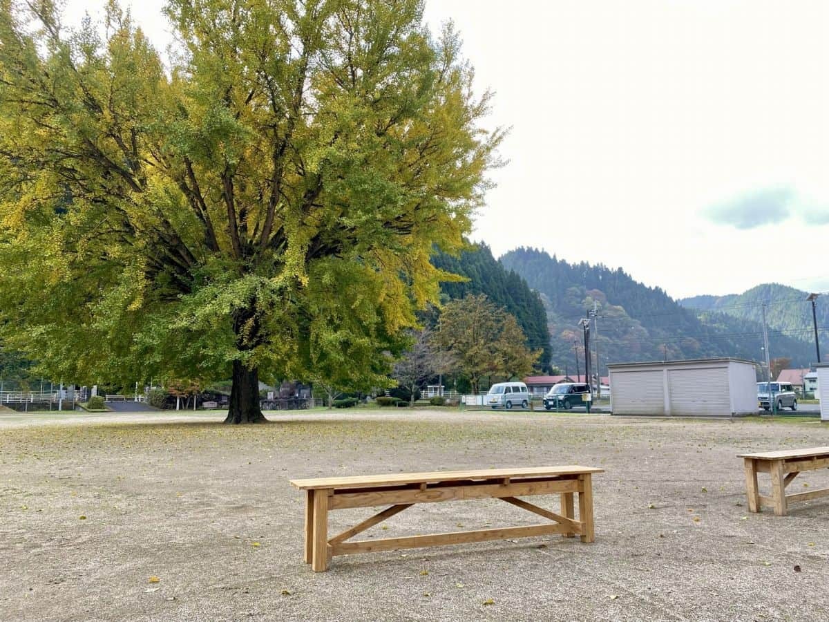 鳥取県日南町_紅葉_名所_穴場_旧日野上小学校の大銀杏_駐車場_見ごろ