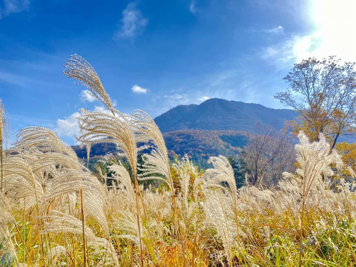 島根県大田市_三瓶山_ススキ_見ごろ_駐車場_季節_観光_穴場