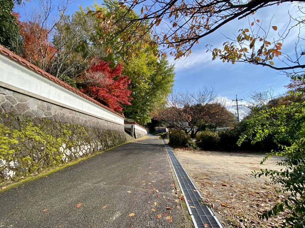 島根県大田市_紅葉_浄善寺_大イチョウ_見ごろの時期_駐車場_ライトアップ