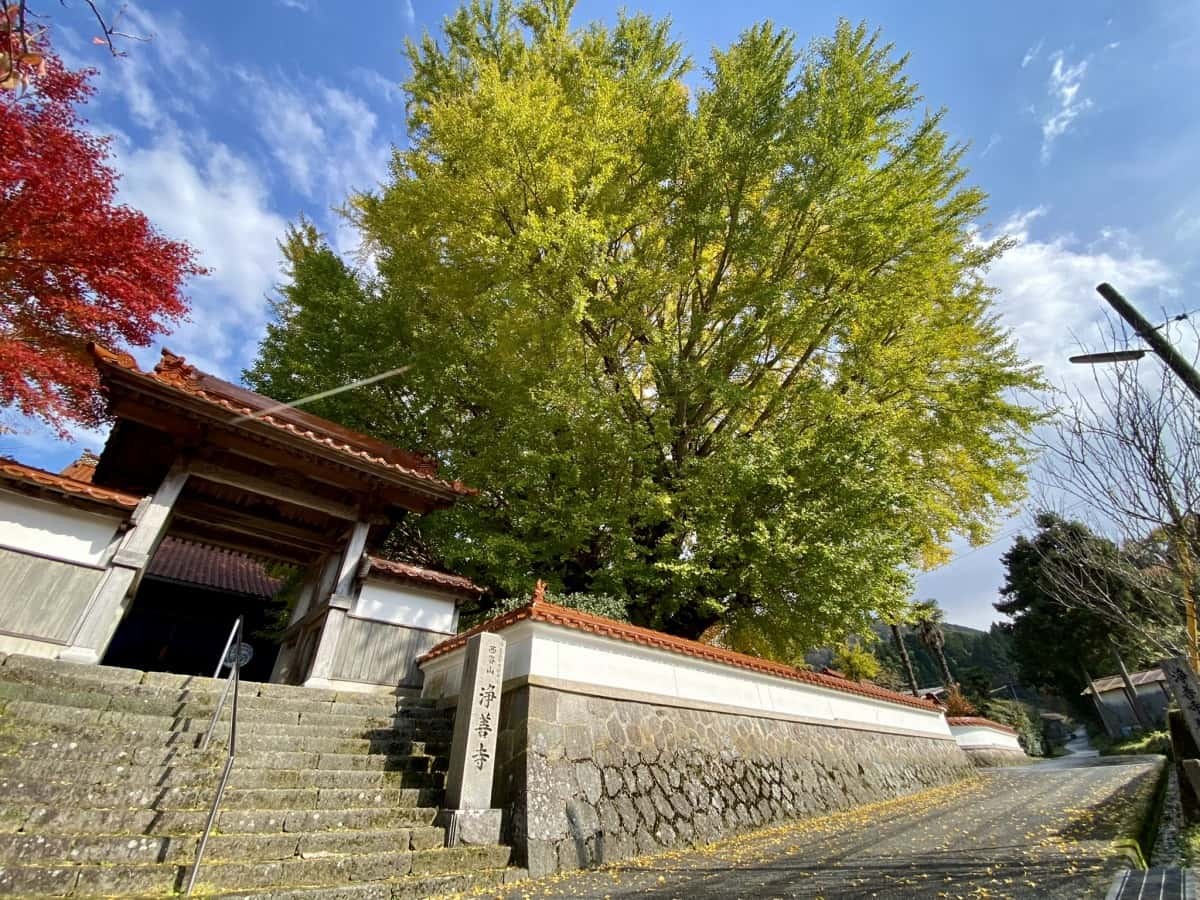 島根県大田市_紅葉_浄善寺_大イチョウ_見ごろの時期_駐車場_ライトアップ