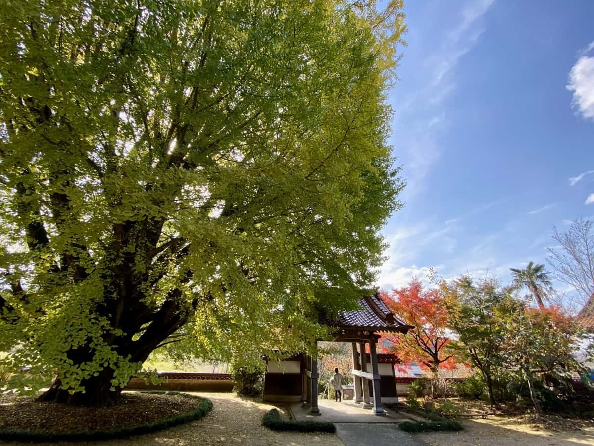 島根県大田市_紅葉_浄善寺_大イチョウ_見ごろの時期_駐車場_ライトアップ