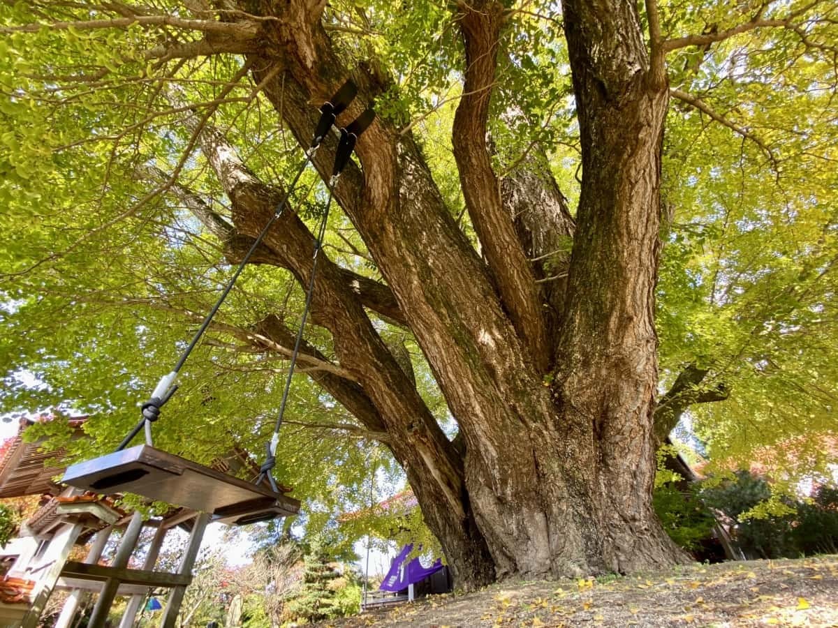 島根県大田市_紅葉_浄善寺_大イチョウ_見ごろの時期_駐車場_ライトアップ