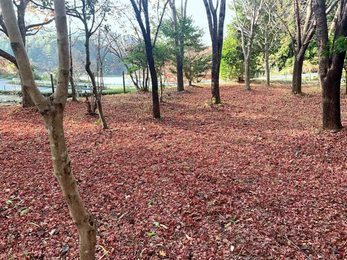 島根県浜田市_もみじ谷公園_紅葉スポット_椿_散策_ドライブ_穴場_オススメ