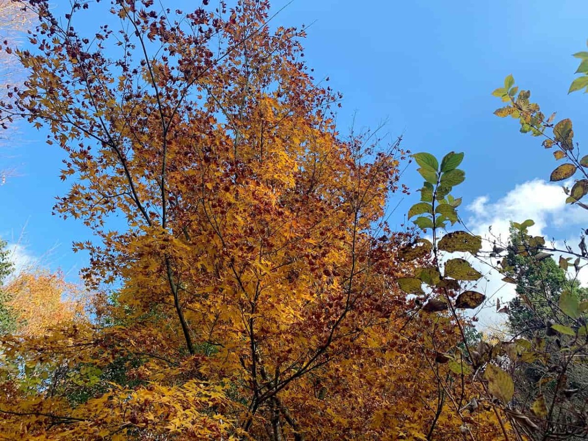 島根県浜田市_もみじ谷公園_紅葉スポット_椿_散策_ドライブ_穴場_オススメ