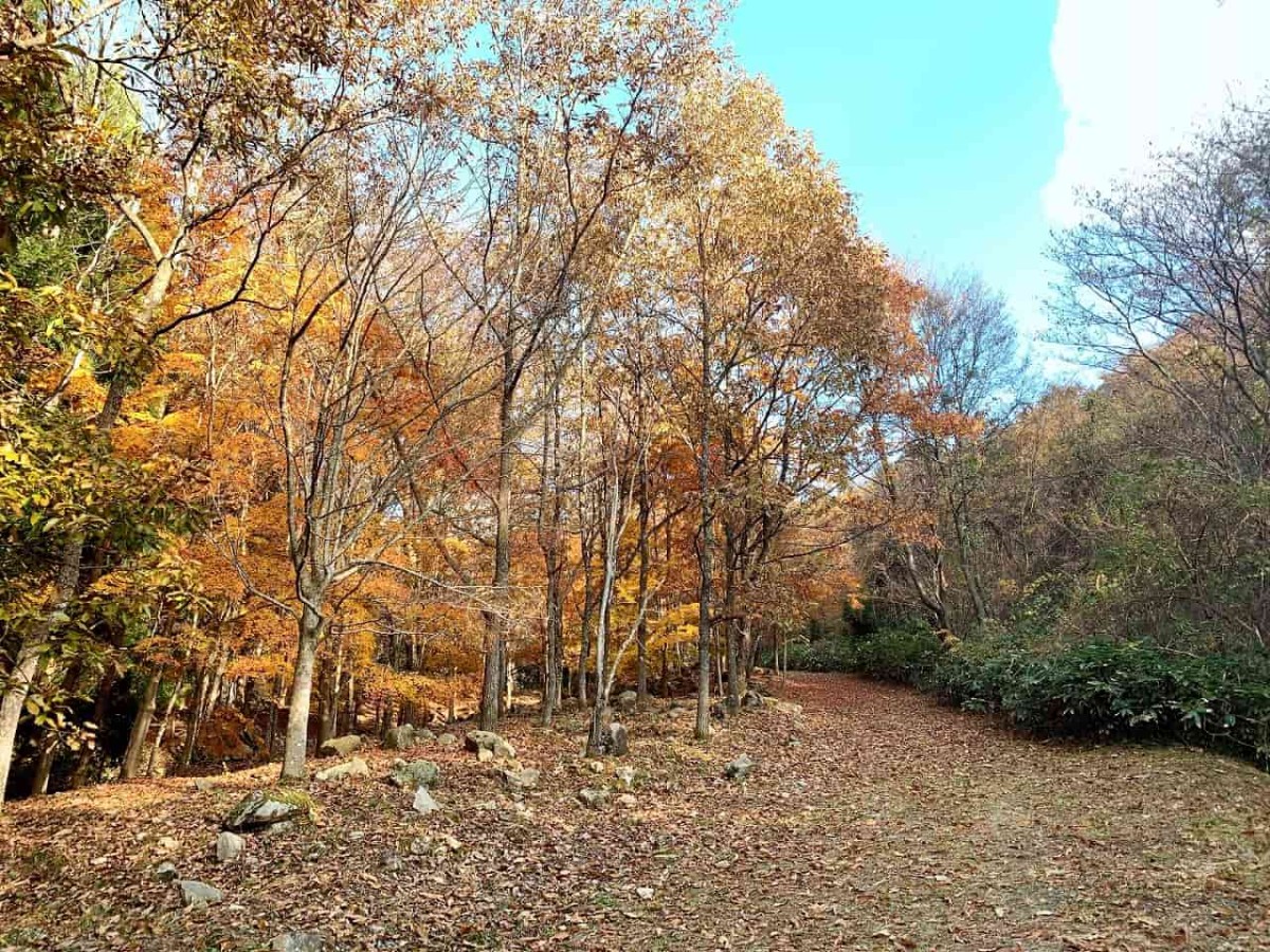 島根県浜田市_もみじ谷公園_紅葉スポット_椿_散策_ドライブ_穴場_オススメ