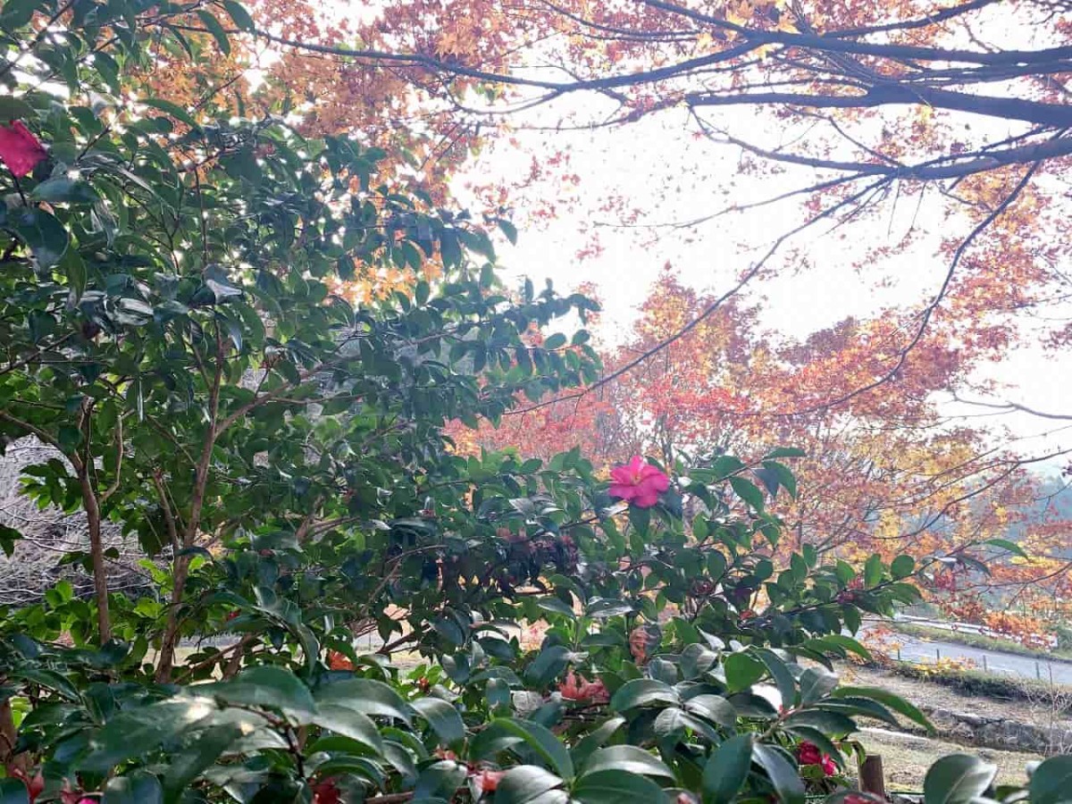 島根県浜田市_もみじ谷公園_紅葉スポット_椿_散策_ドライブ_穴場_オススメ