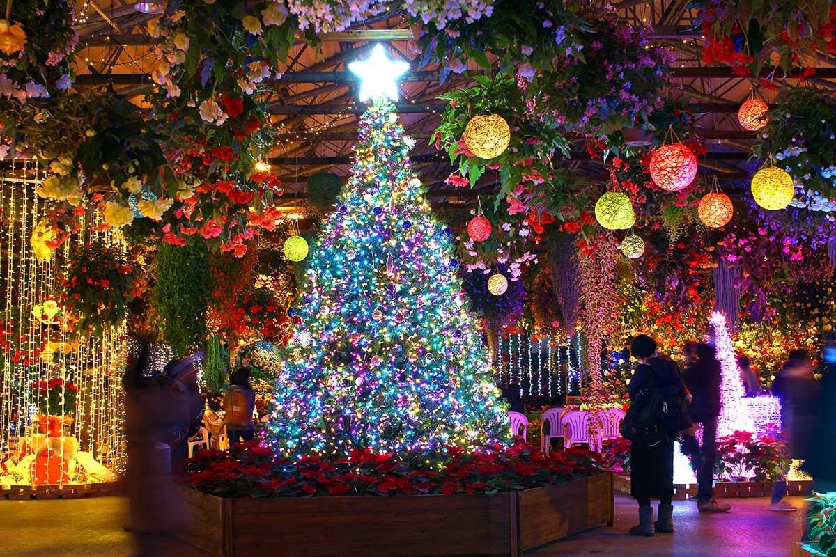 島根県松江市_イルミネーション_2021年_おすすめ_松江フォーゲルパーク_松江テルサクリスマスイルミネーション2021