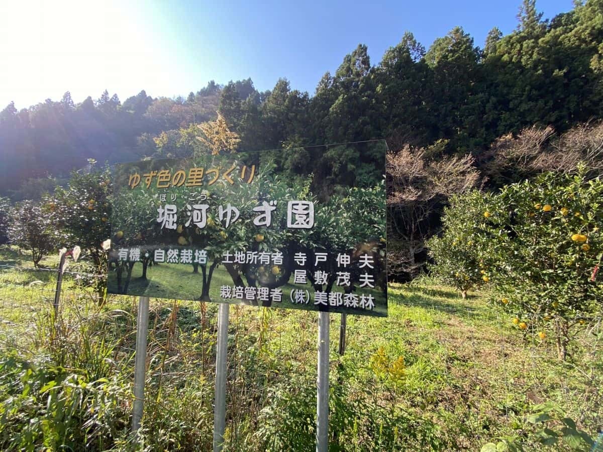 島根県益田市_美都町_ゆず_収穫体験_しまっち_クチコミ