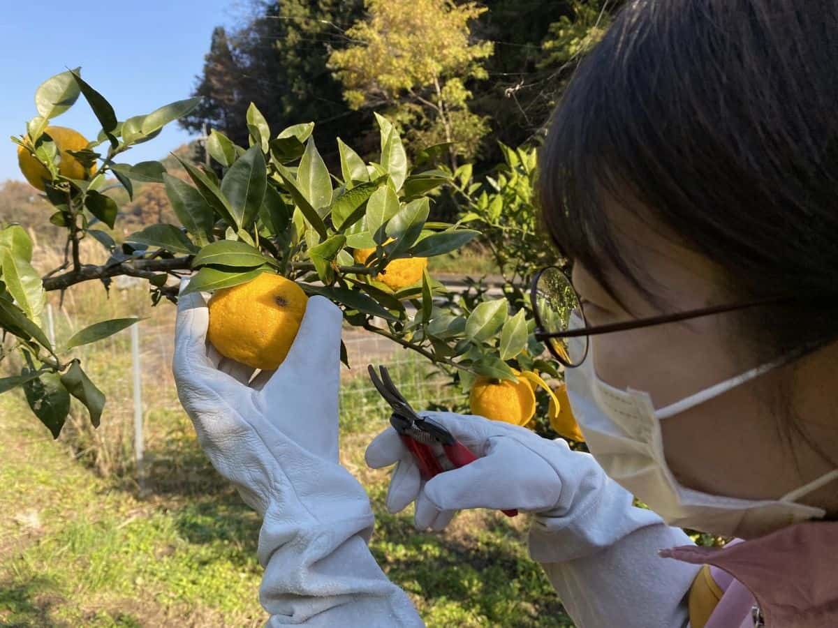 島根県益田市_美都町_ゆず_収穫体験_しまっち_クチコミ