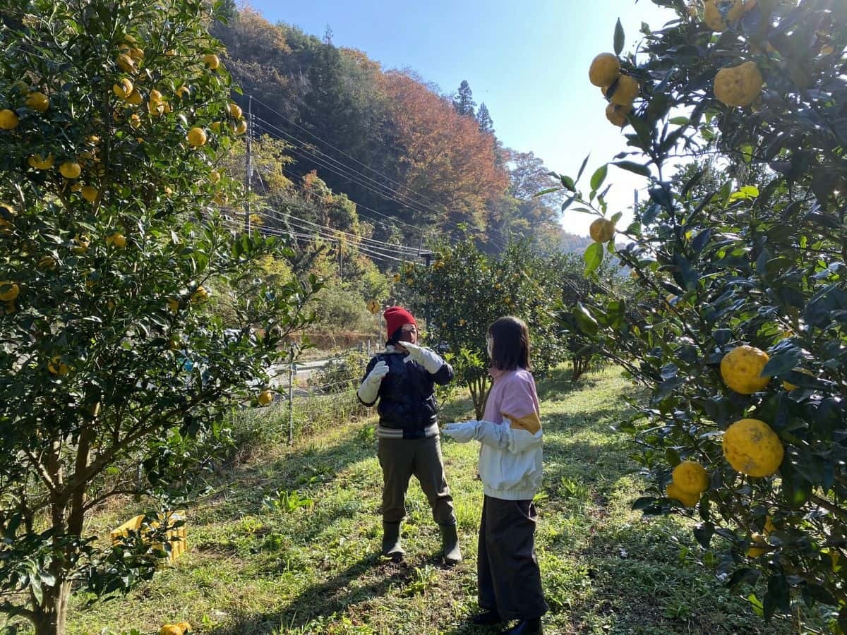 島根県益田市_美都町_ゆず_収穫体験_しまっち_クチコミ