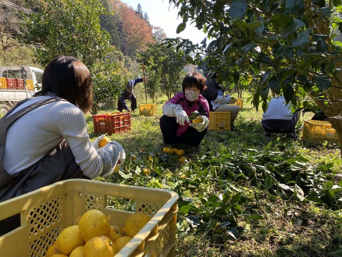 島根県益田市_美都町_ゆず_収穫体験_しまっち_クチコミ