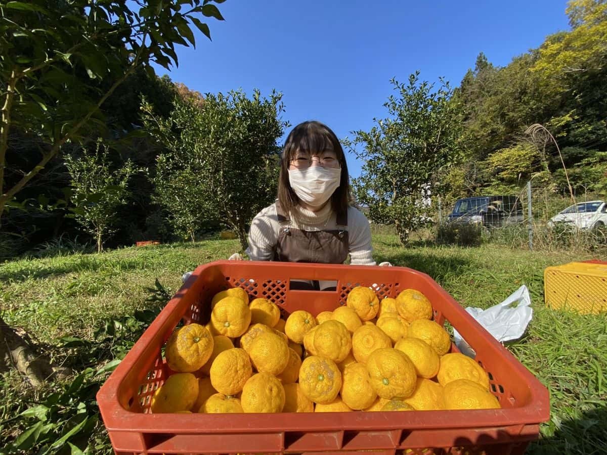 人気記事_ゆずの産地・益田市美都町でゆずの収穫のお手伝い。無農薬ゆずでゆず味噌も