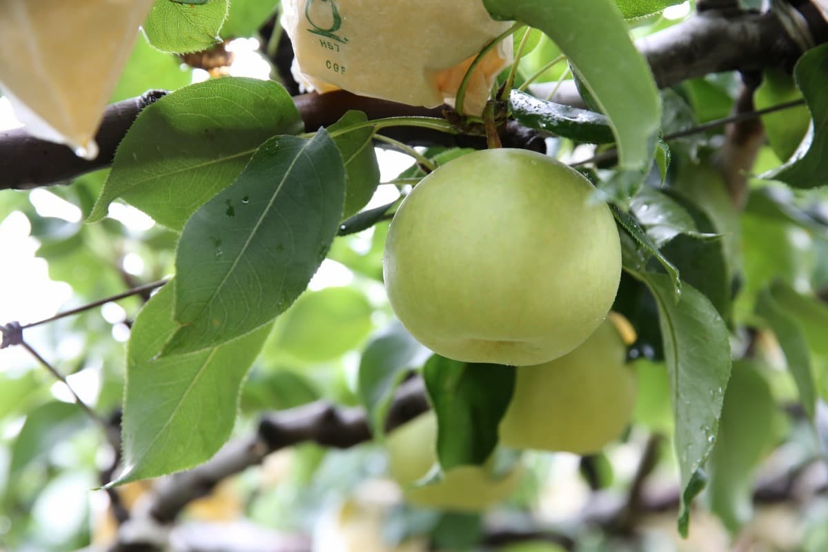 鳥取県産の二十世紀梨