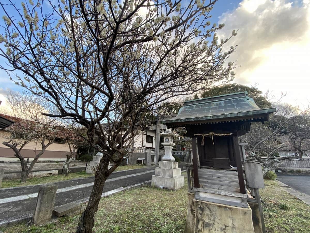 島根県浜田市にある『長浜天満宮』の梅の様子