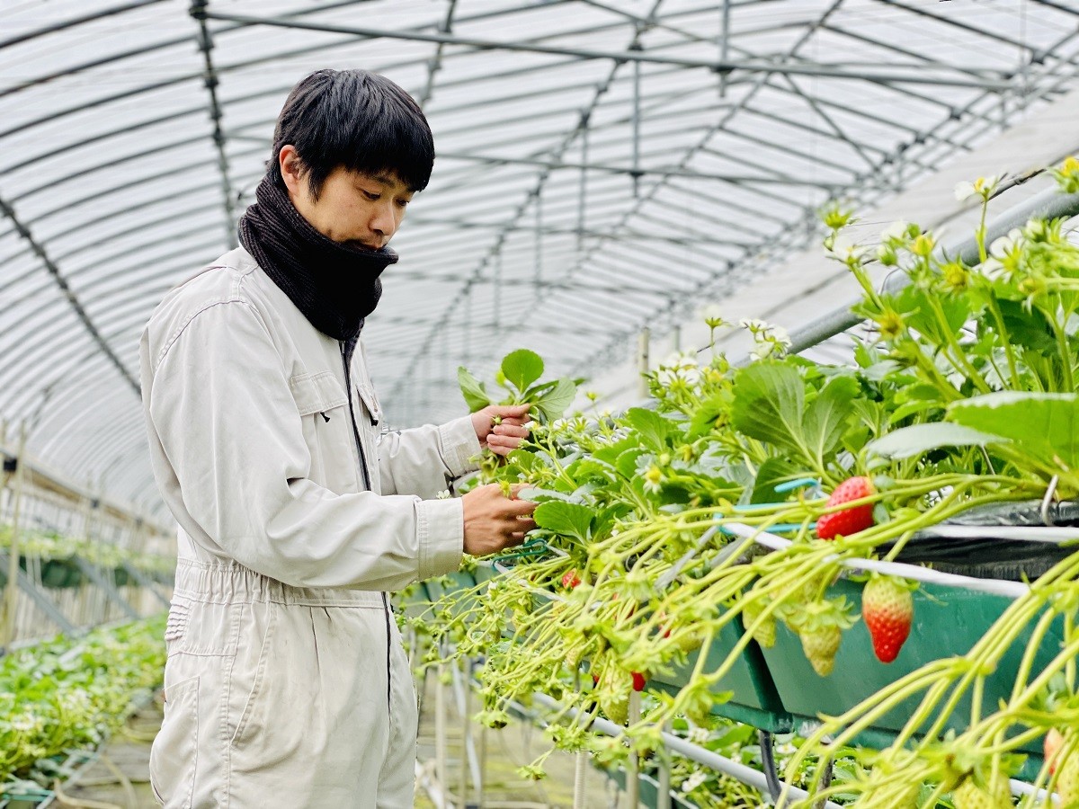 島根県雲南市にあるいちご食べ放題のいちご狩り園『三島ファーム』の園内の様子