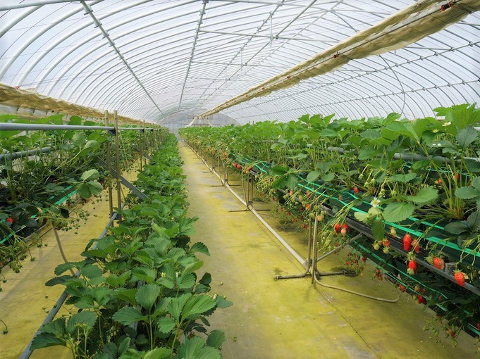 島根県雲南市にあるいちご食べ放題のいちご狩り園『三島ファーム』の園内の様子