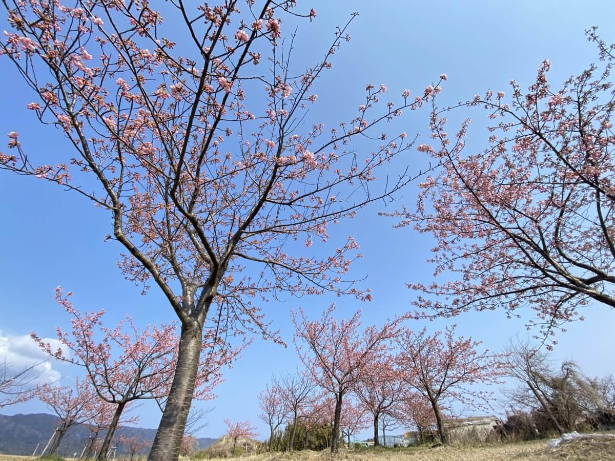 島根県松江市・大根島にある『八束千本桜公園』の河津桜の様子