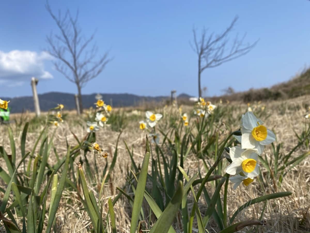 島根県松江市・大根島にある『八束千本桜公園』の河津桜の様子