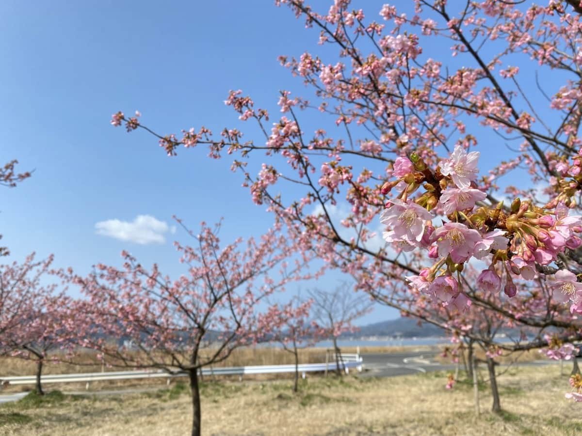 島根県松江市・大根島にある『八束千本桜公園』の河津桜の様子