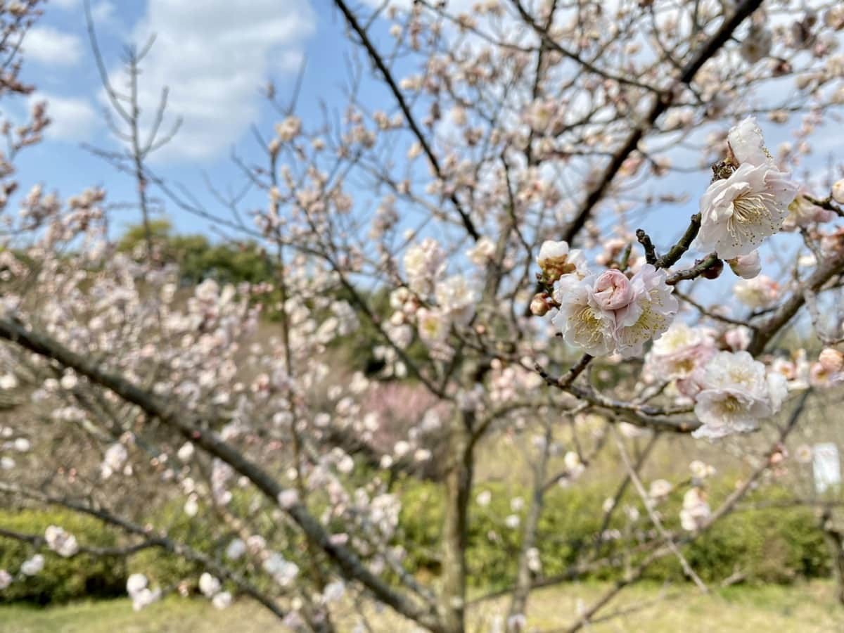 島根県出雲市にある『斐川公園』の梅林の様子