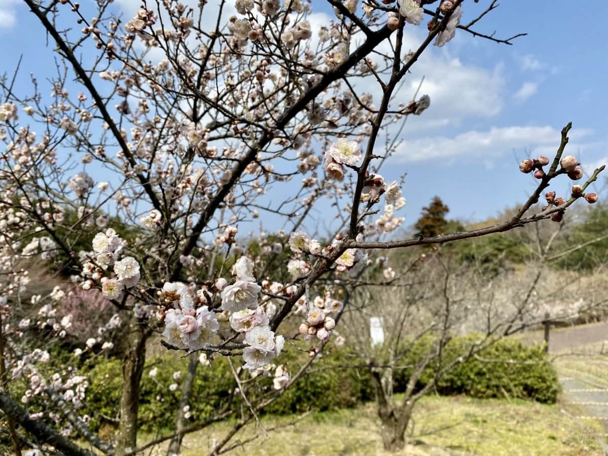 島根県出雲市にある梅スポット『斐川公園』の園内の様子