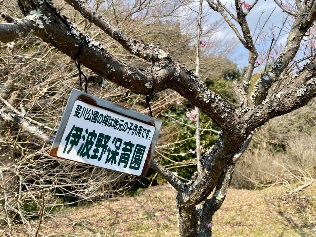 島根県出雲市にある梅スポット『斐川公園』の園内の様子